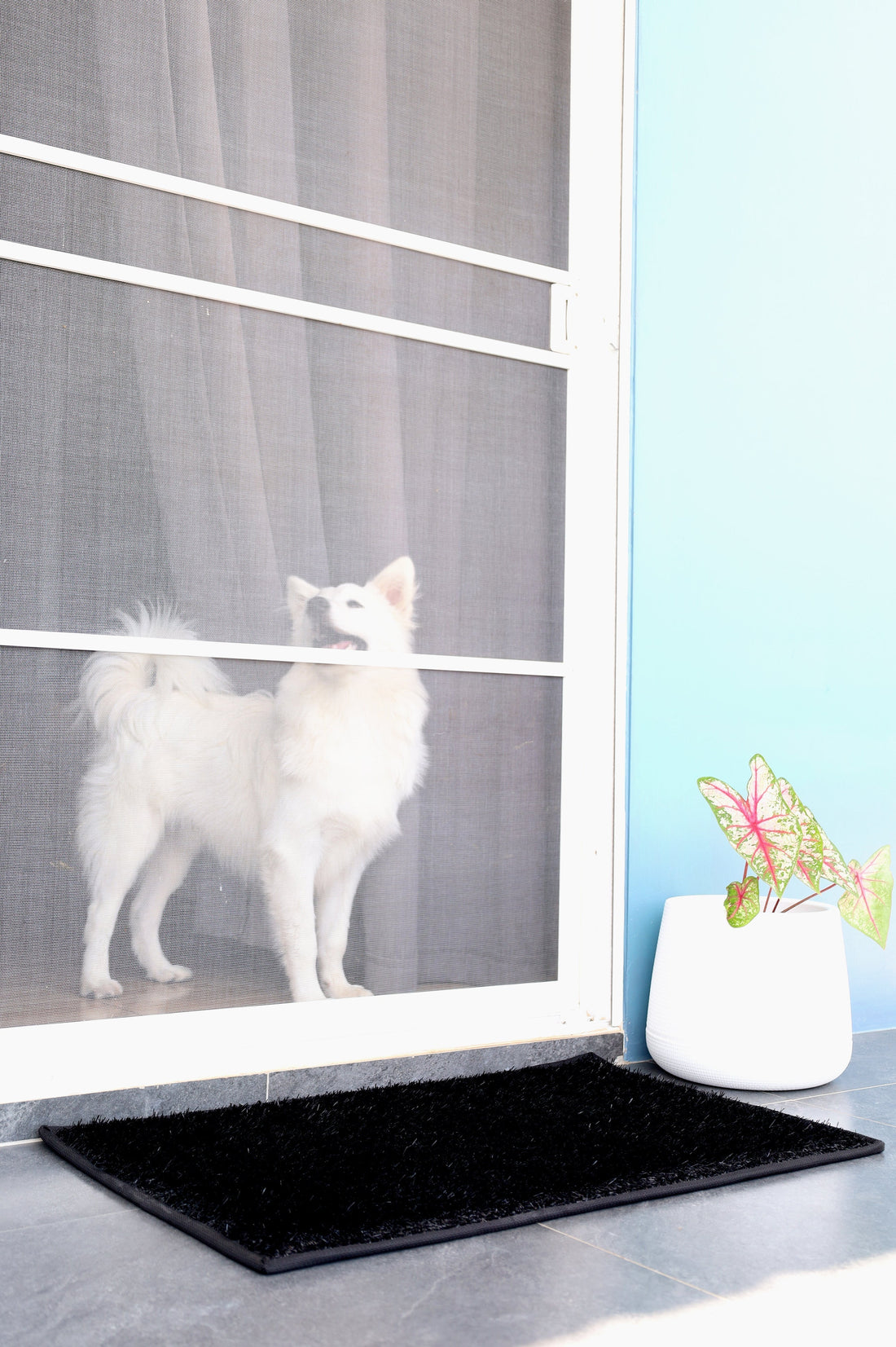Pets and  Mats: Why Our Mats Are Perfect for Homes with Animals